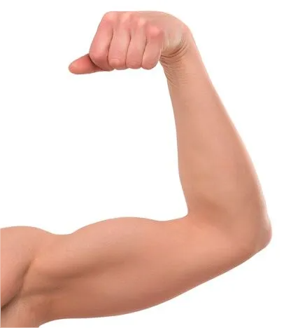 Accueil 10 Shoulder arm hand finger